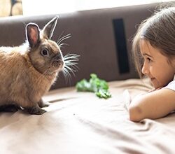Защита на мебели и кабели от зайци